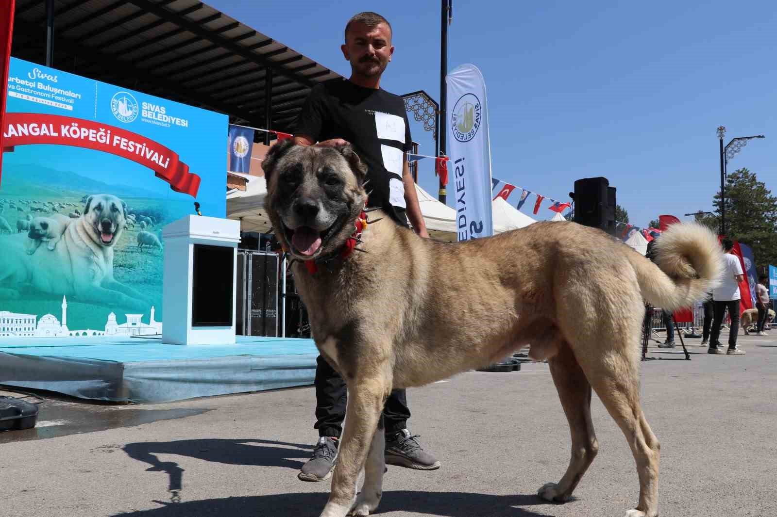 Dünyaca ünlü "Anadolu aslanları" güzellik yarışında kıyasıya yarıştı