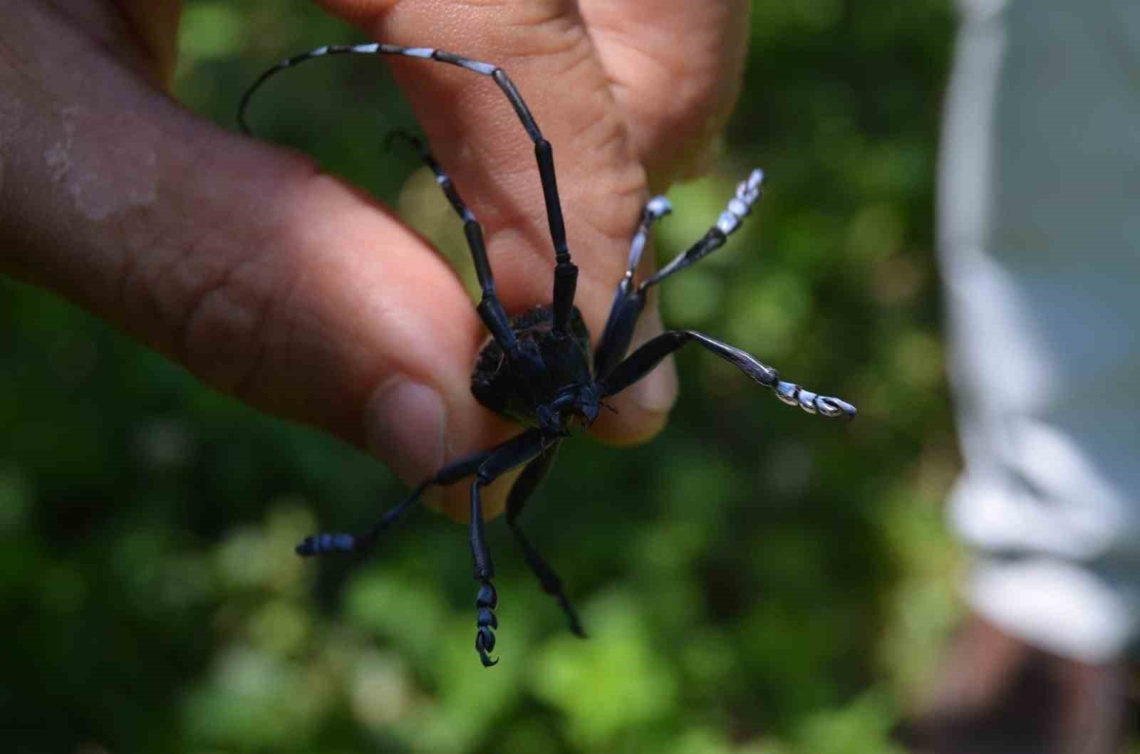 ’Drakula’ böceği Karadeniz’de yayılıyor