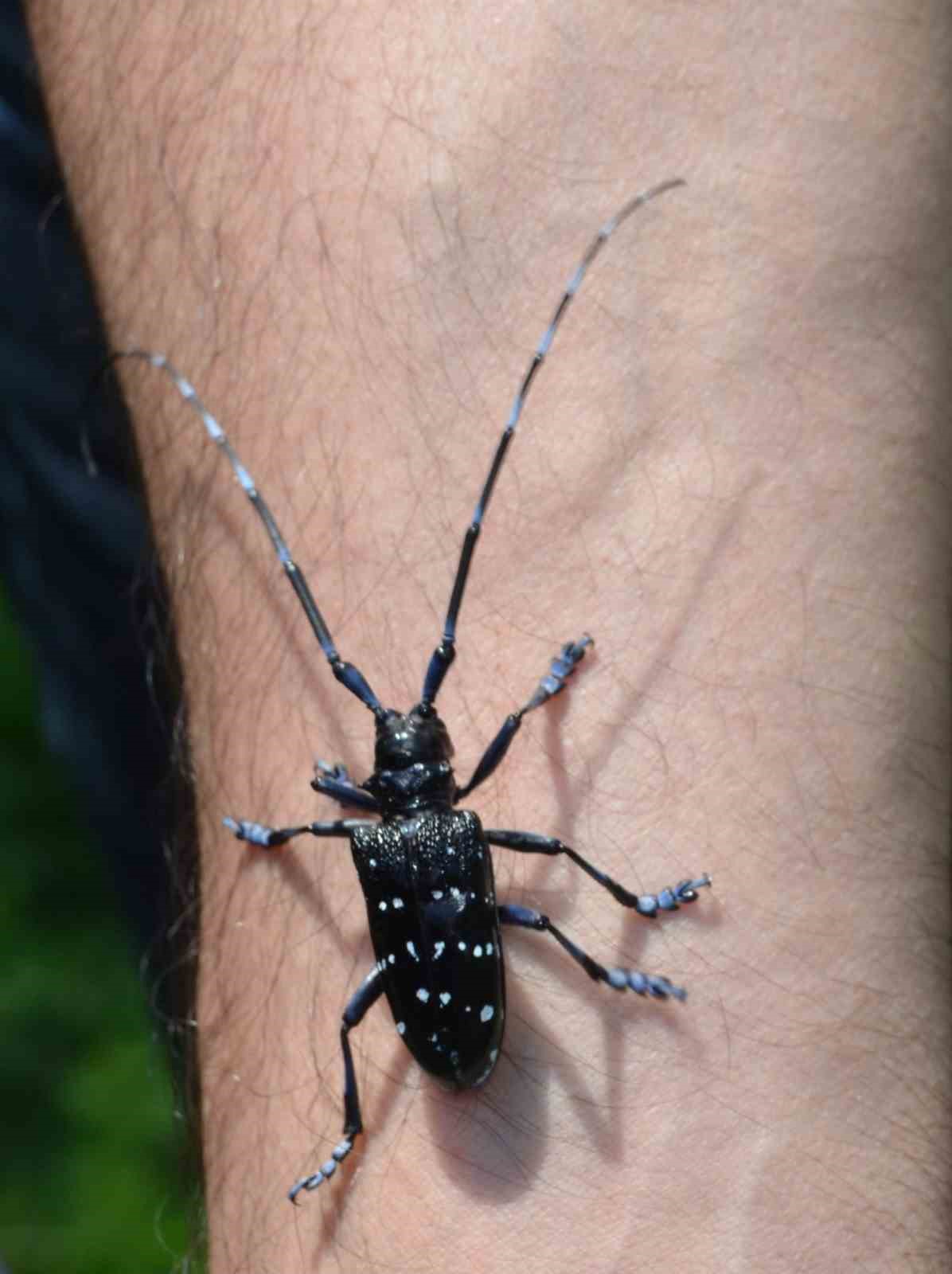 ’Drakula’ böceği Karadeniz’de yayılıyor