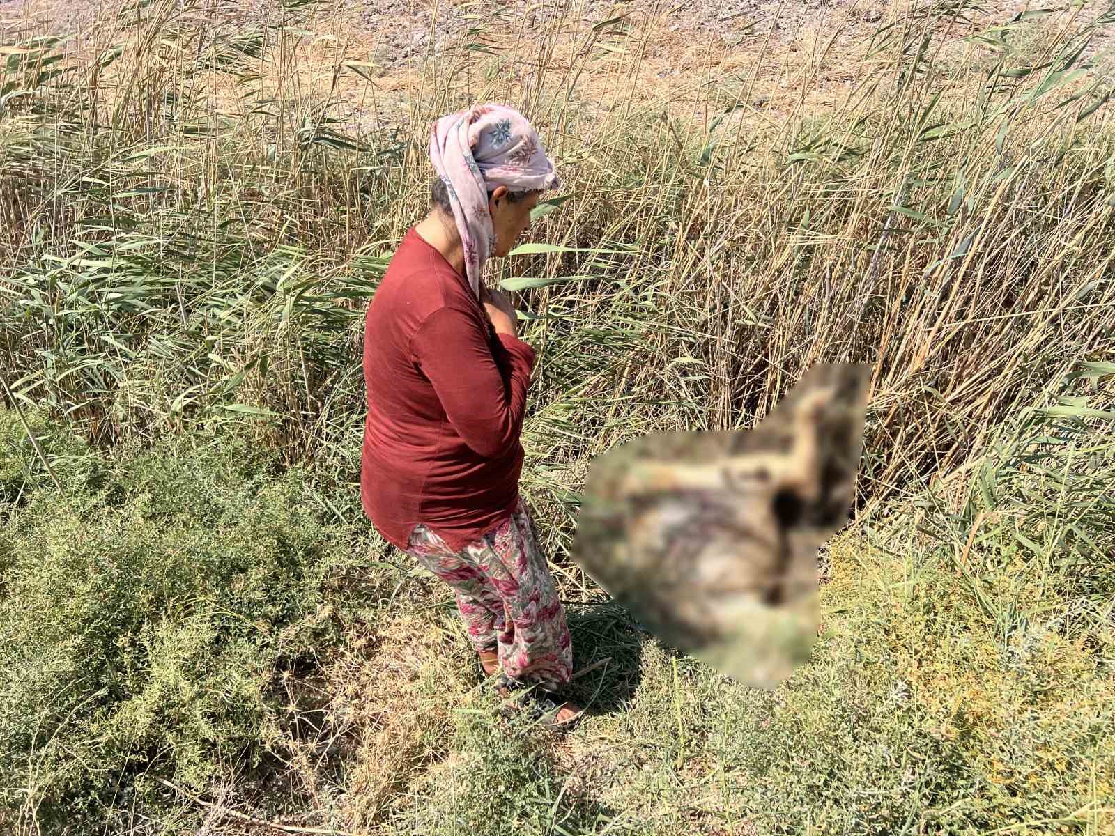 Süt satarak geçimini sağlayan kadının 2 buzağısı hastalanıp, ineği de su kanalına düşerek telef oldu