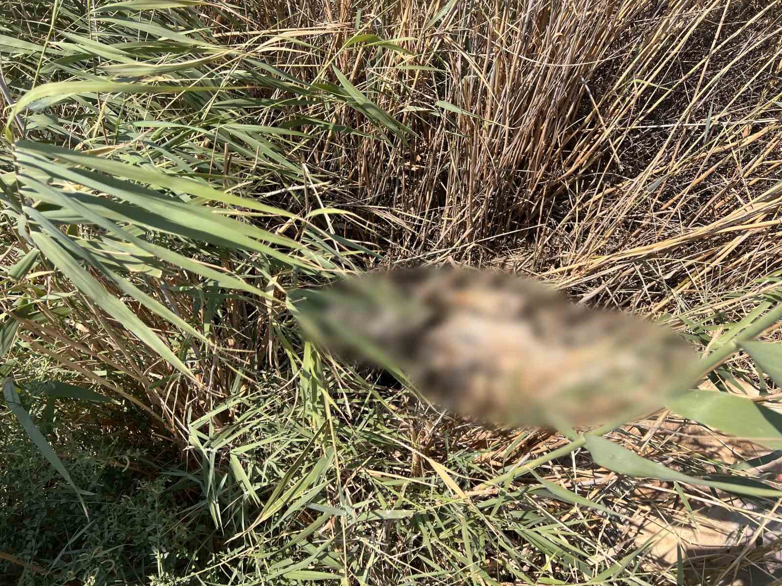 Süt satarak geçimini sağlayan kadının 2 buzağısı hastalanıp, ineği de su kanalına düşerek telef oldu