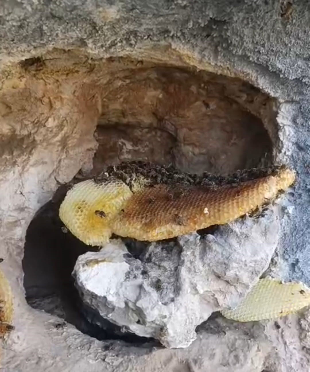 Elazığ’da kaya oyuğunda doğal bal