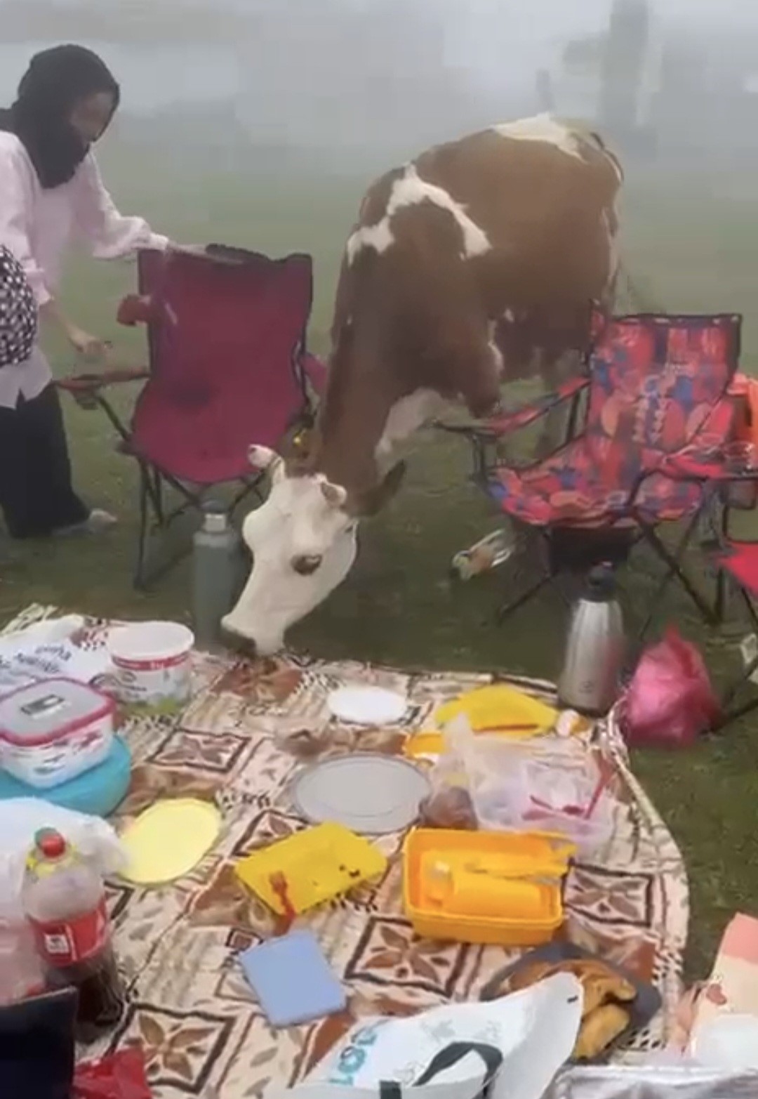 Rize’de piknik masasının davetsiz misafirleri ile piknikçiler arasında güldüren kovalamaca