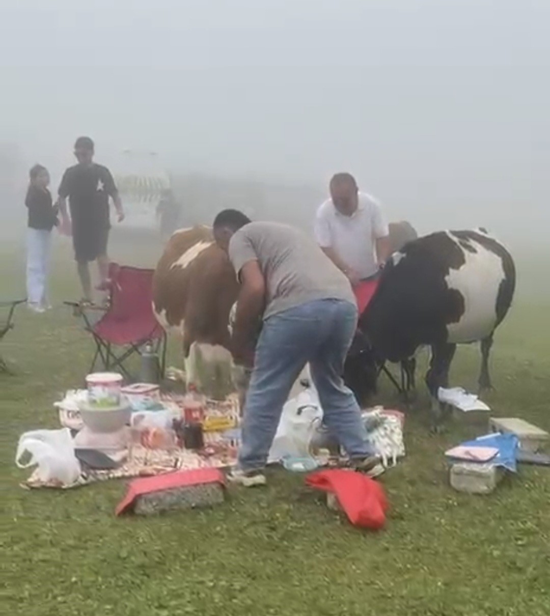 Rize’de piknik masasının davetsiz misafirleri ile piknikçiler arasında güldüren kovalamaca