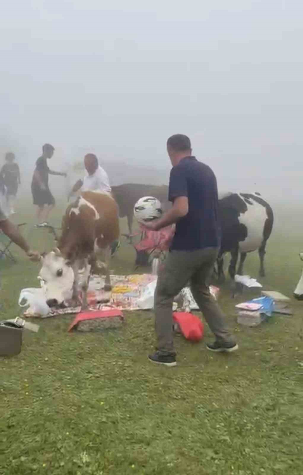 Rize’de piknik masasının davetsiz misafirleri ile piknikçiler arasında güldüren kovalamaca