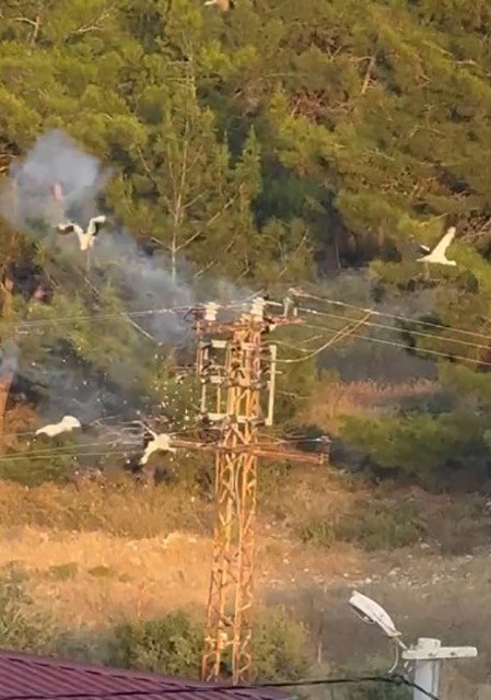 Direğe konan 5 leylekten 3’ü elektrik akımına kapılarak telef oldu
