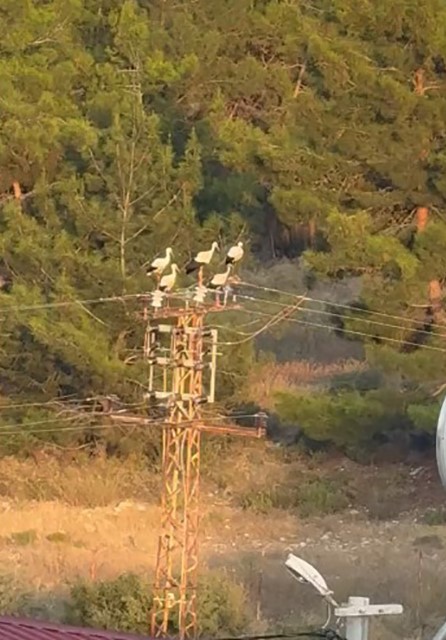 Direğe konan 5 leylekten 3’ü elektrik akımına kapılarak telef oldu