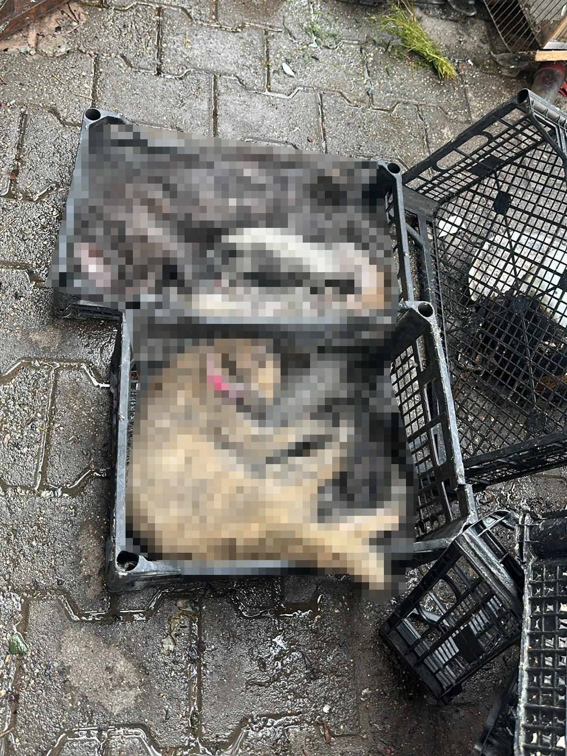 Gaziantep’te petshop yangını: Çok sayıda hayvan telef oldu