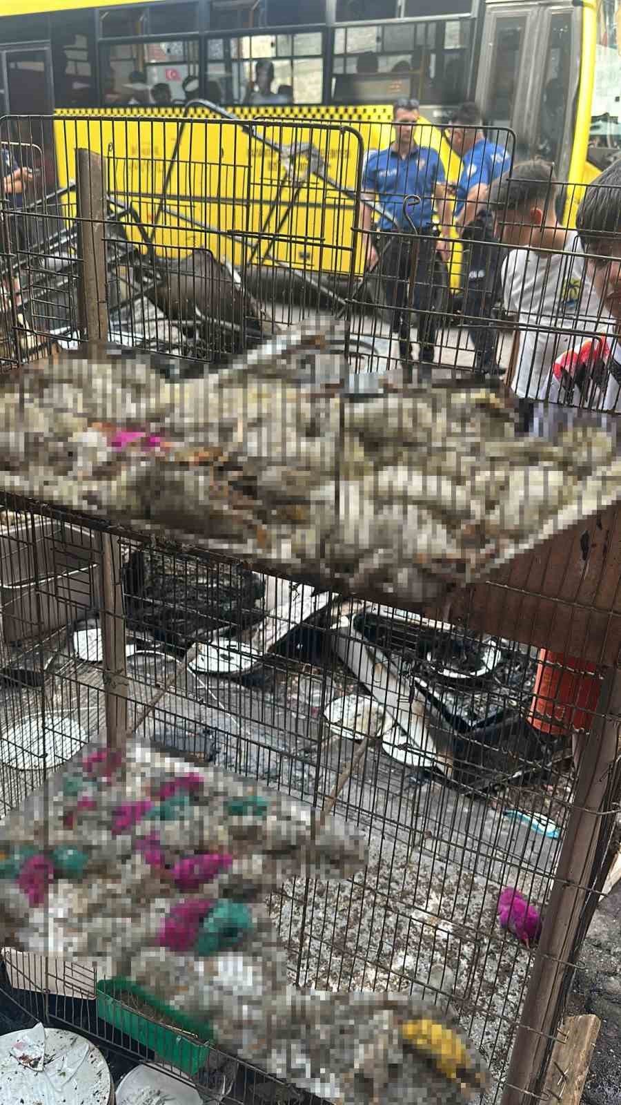 Gaziantep’te petshop yangını: Çok sayıda hayvan telef oldu