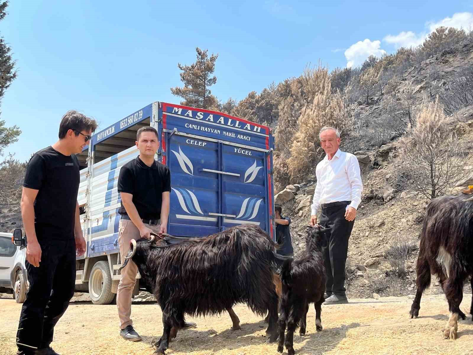 Seydikemer’de yangında hayvanlarını kaybeden çiftçilere küçükbaş hayvan desteği