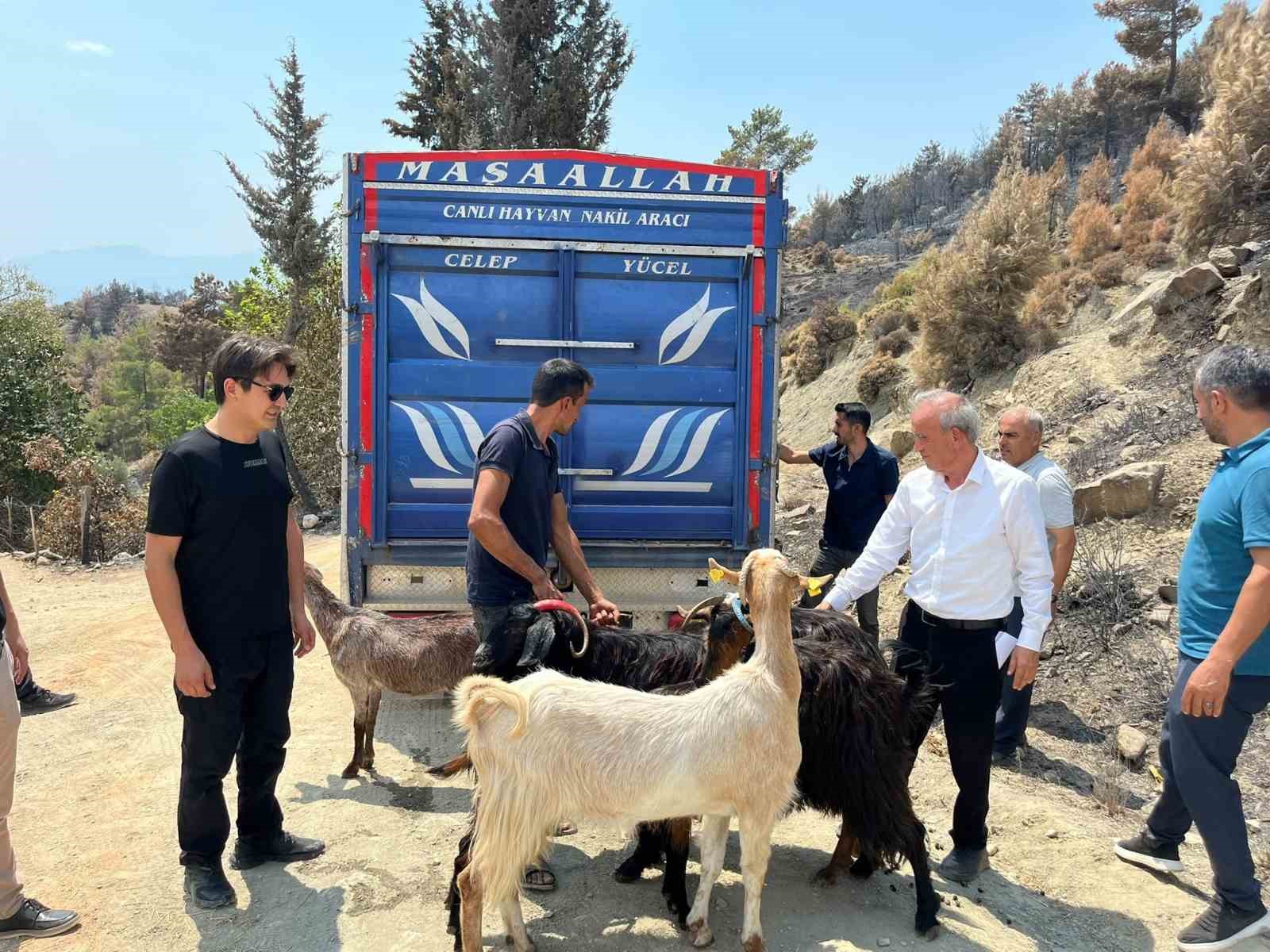 Seydikemer’de yangında hayvanlarını kaybeden çiftçilere küçükbaş hayvan desteği