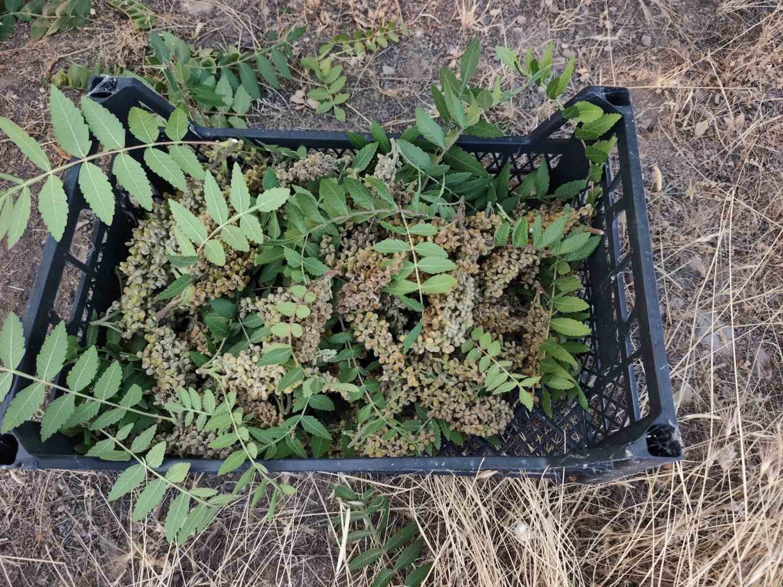 Elazığ’da kebapçıların gözdesi sumağın hasadı başladı