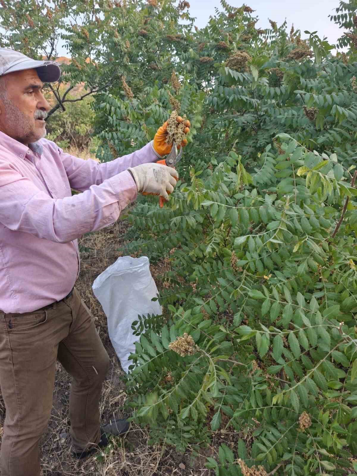 Elazığ’da kebapçıların gözdesi sumağın hasadı başladı