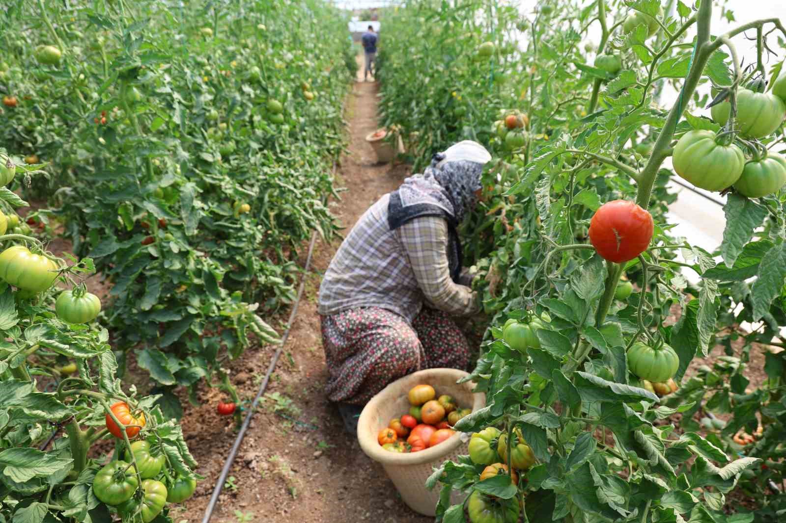 Baba-kız bin 500 rakımda sera kurup domates yetiştirmeye başladılar