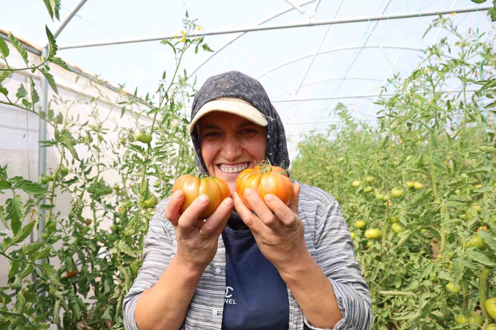 Baba-kız bin 500 rakımda sera kurup domates yetiştirmeye başladılar
