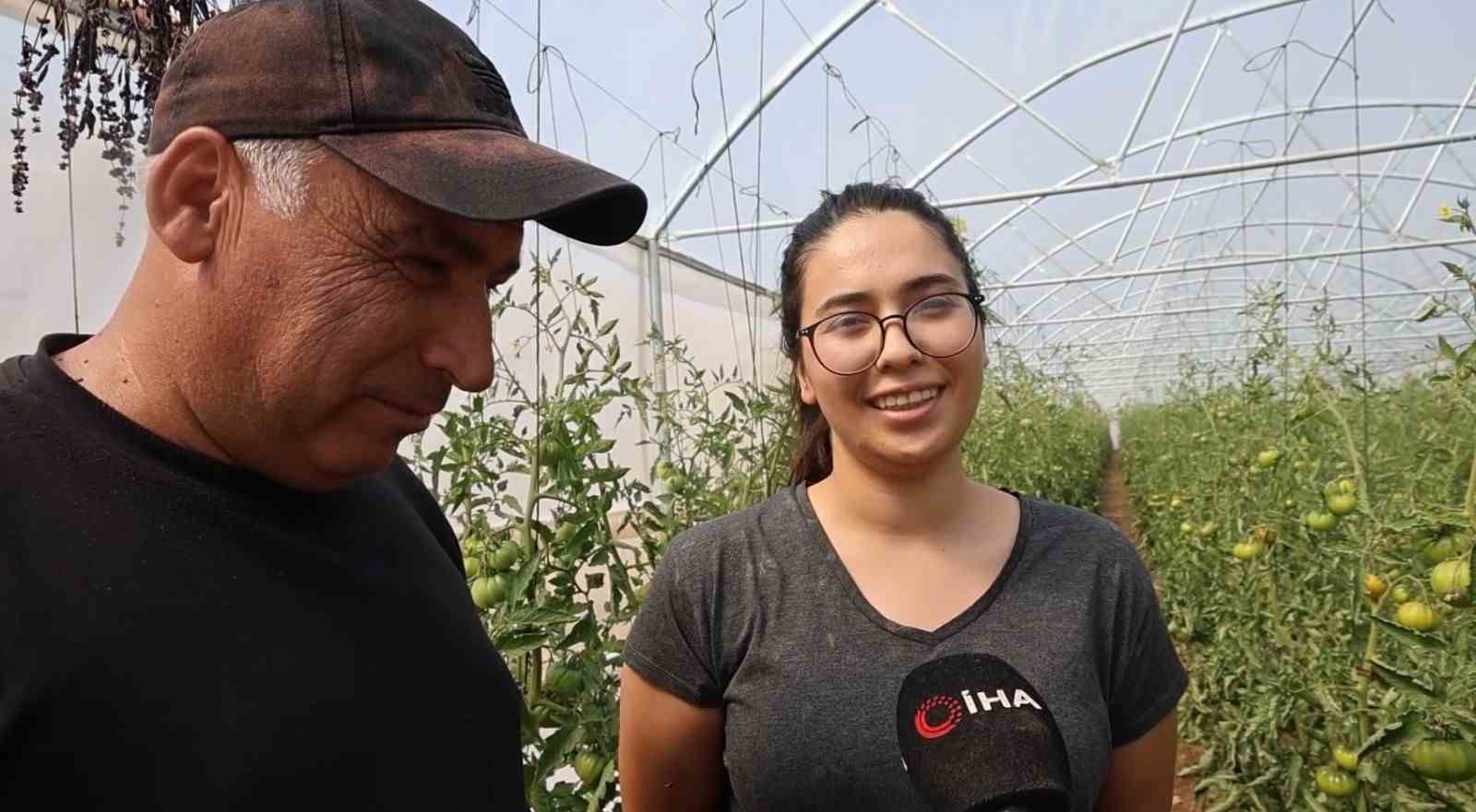 Baba-kız bin 500 rakımda sera kurup domates yetiştirmeye başladılar