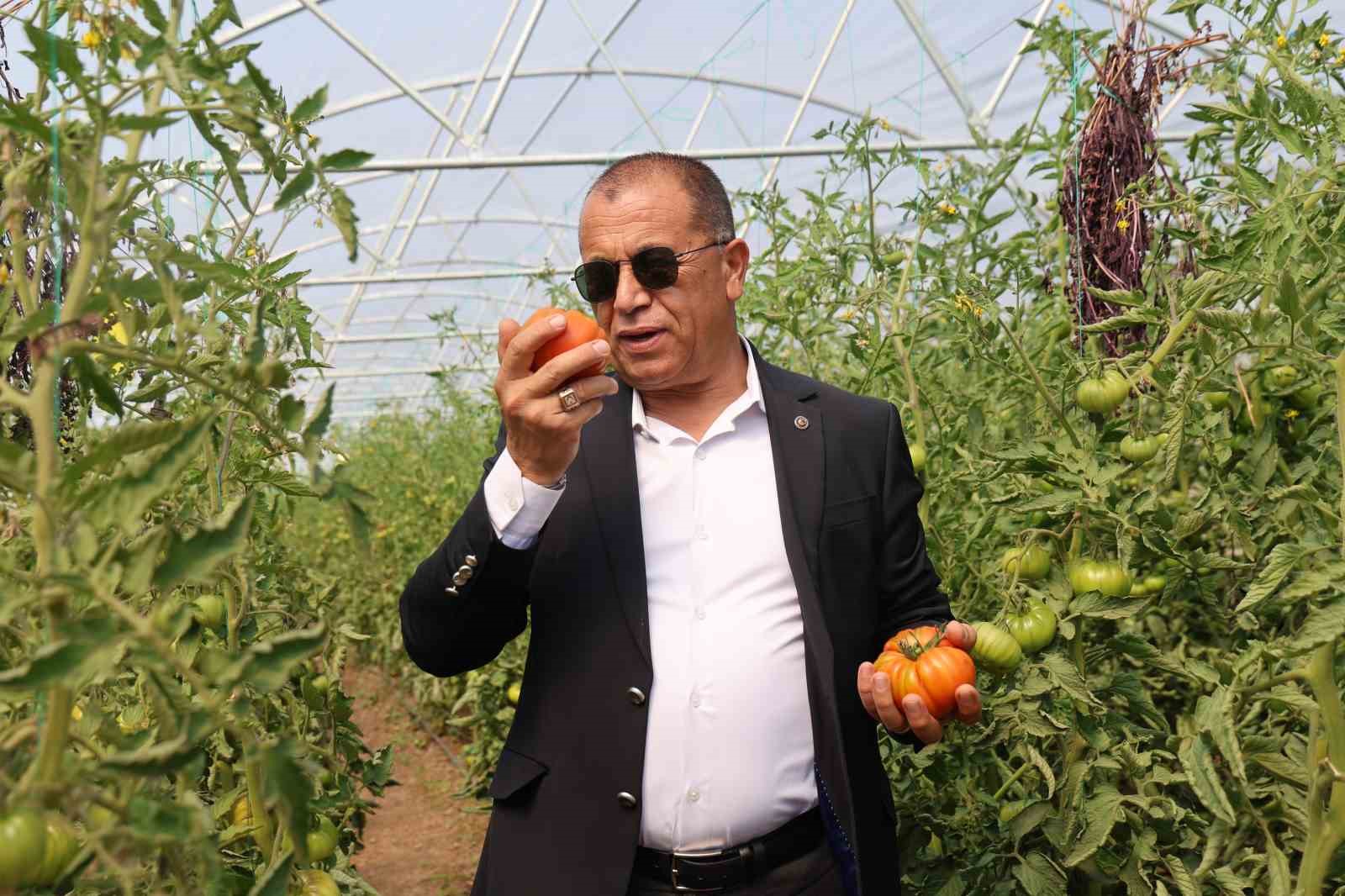 Baba-kız bin 500 rakımda sera kurup domates yetiştirmeye başladılar