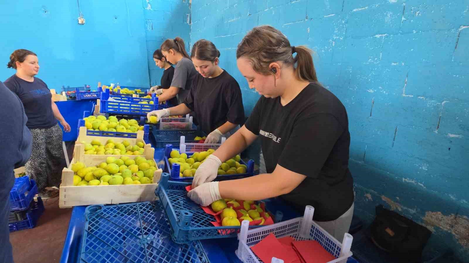 Buharkent’in taze incirlerinin sofralara yolculuğu başladı