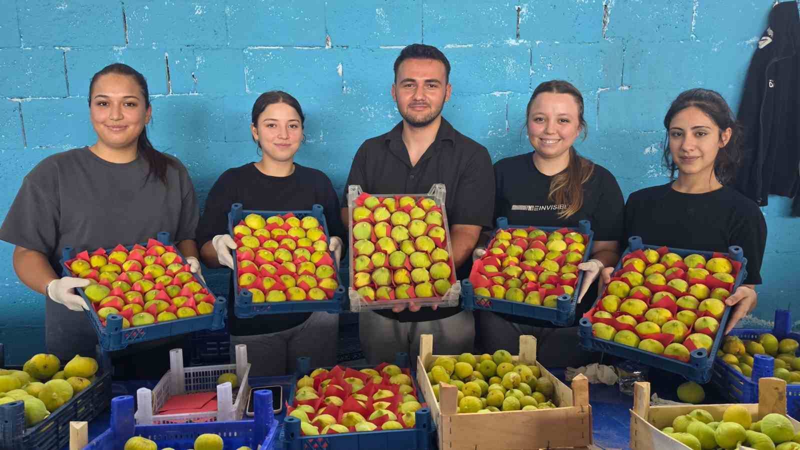 Buharkent’in taze incirlerinin sofralara yolculuğu başladı