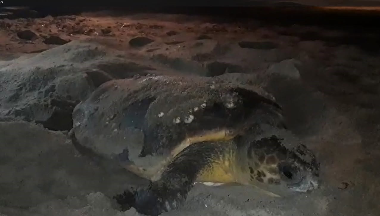 Caretta caretta’nın yuvası suyla doldu, 68 yumurta tek tek taşındı