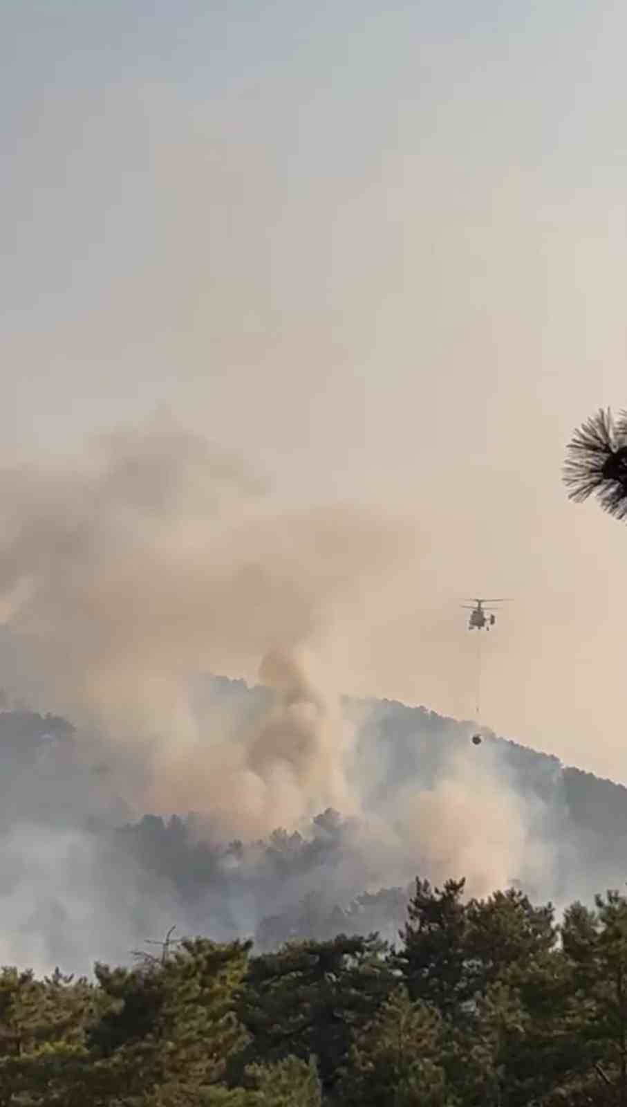 Bolu’da orman yangını
