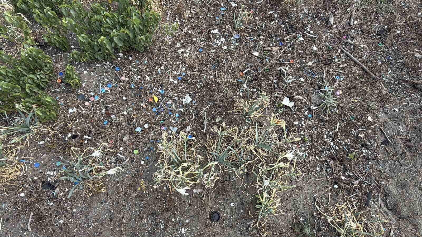 Cezası dudak uçuklatan kum zambakları, çöpler arasında güzelliğini yitirdi