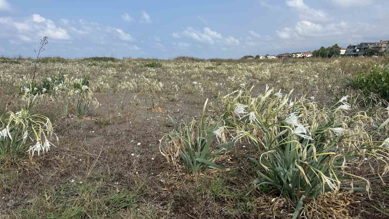 Cezası dudak uçuklatan kum zambakları, çöpler arasında güzelliğini yitirdi