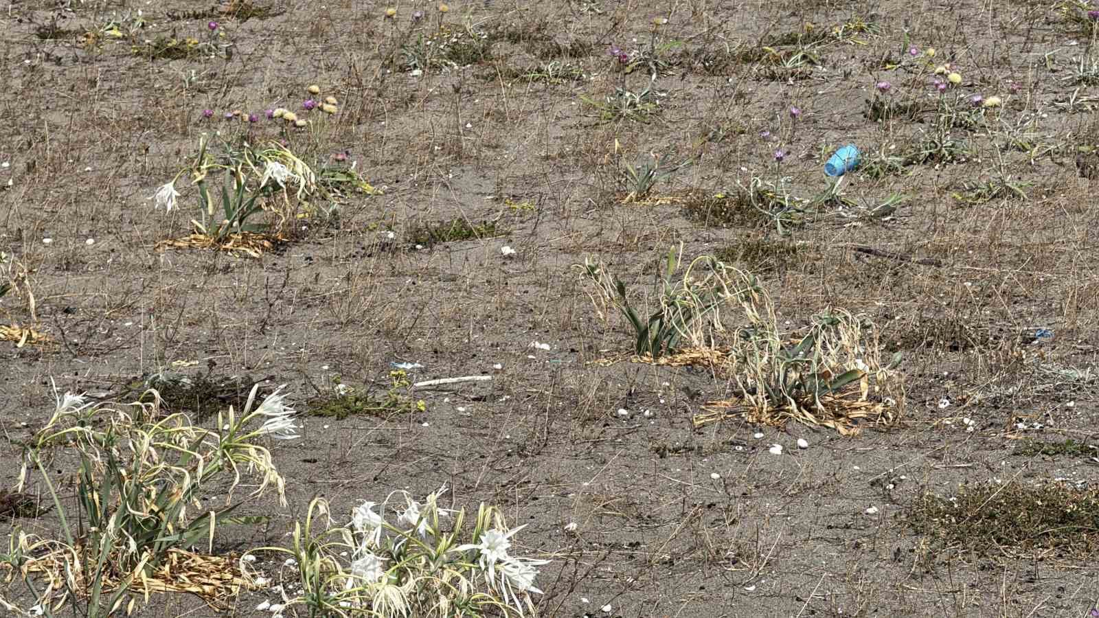 Cezası dudak uçuklatan kum zambakları, çöpler arasında güzelliğini yitirdi