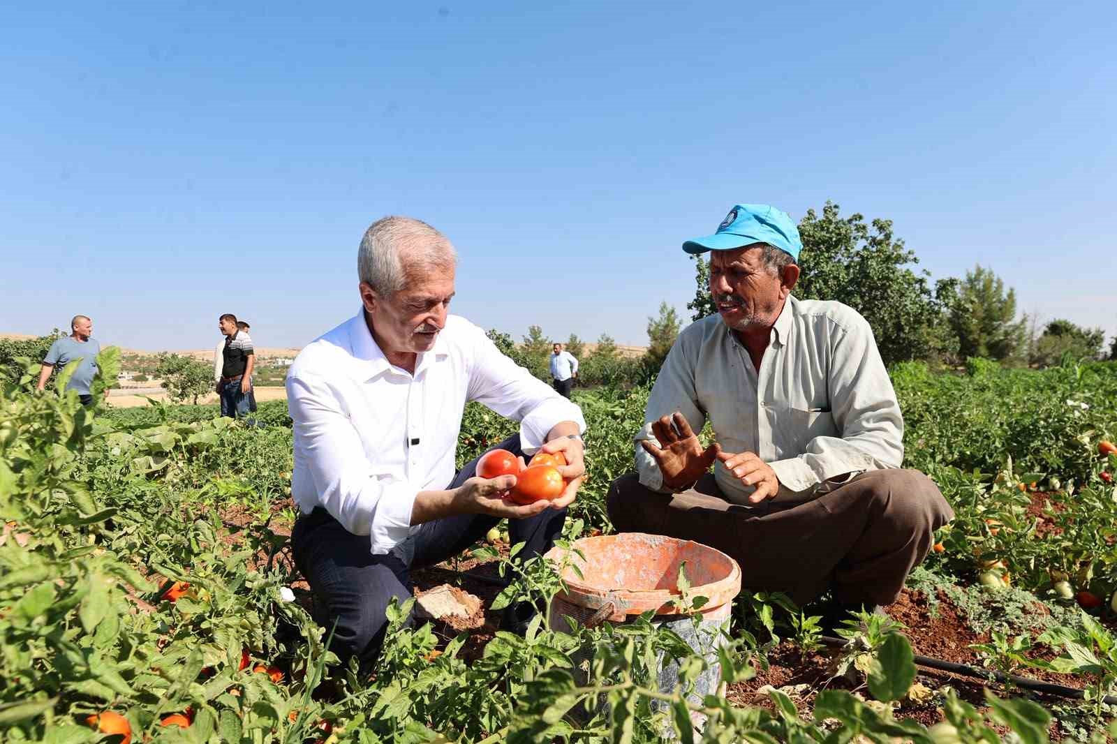 Şahinbey’den çiftçilere 53 milyon fide desteği