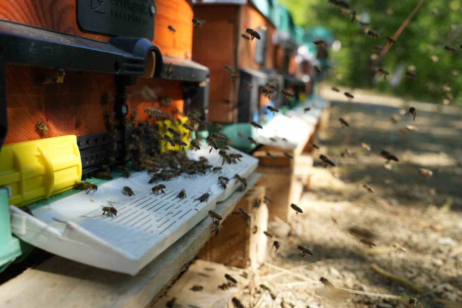 Erzincan’da kovanlar bal doldu, arıcılar hasadı bekliyor