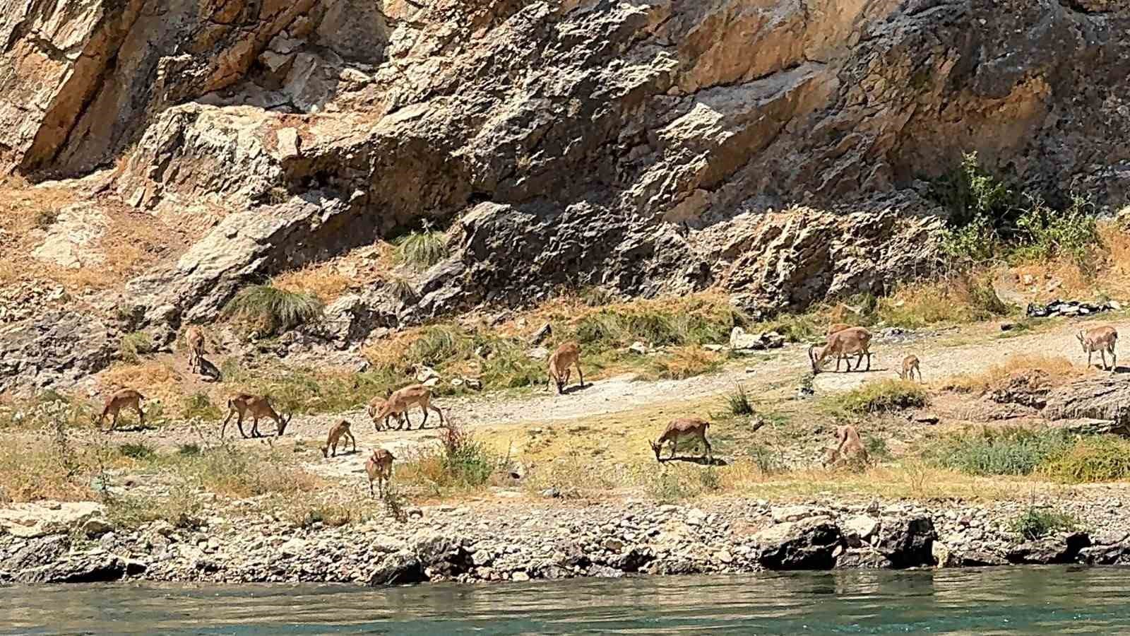 Elazığ’da dağ keçileri sürü halinde görüntülendi