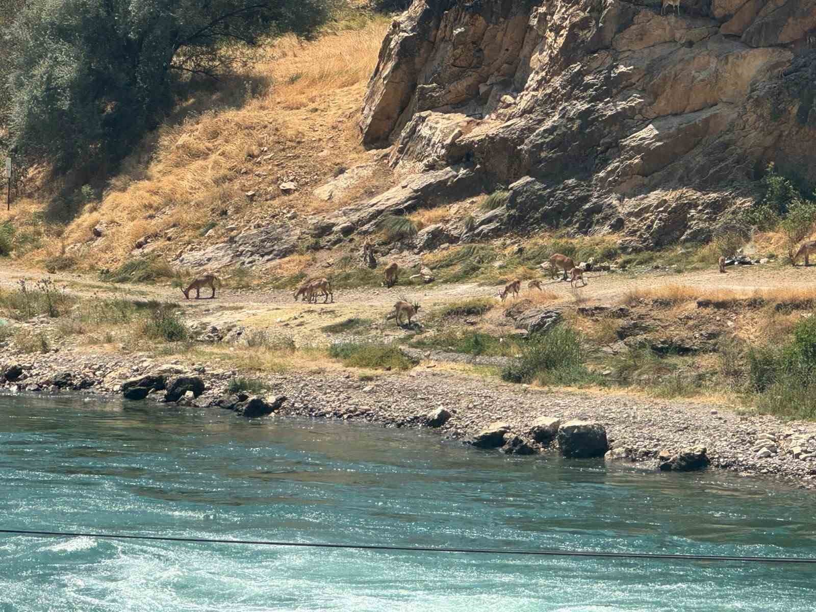 Elazığ’da dağ keçileri sürü halinde görüntülendi