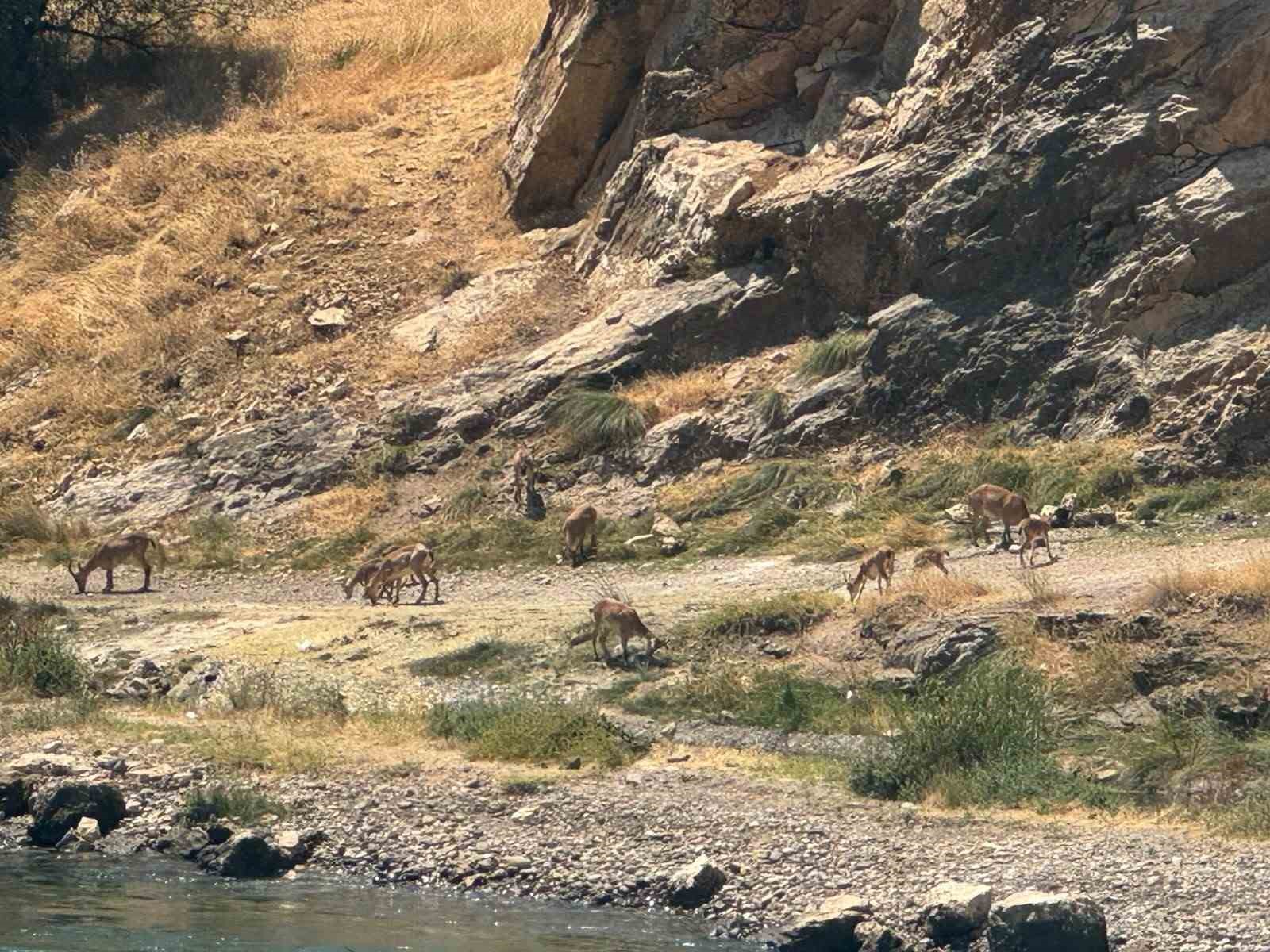Elazığ’da dağ keçileri sürü halinde görüntülendi