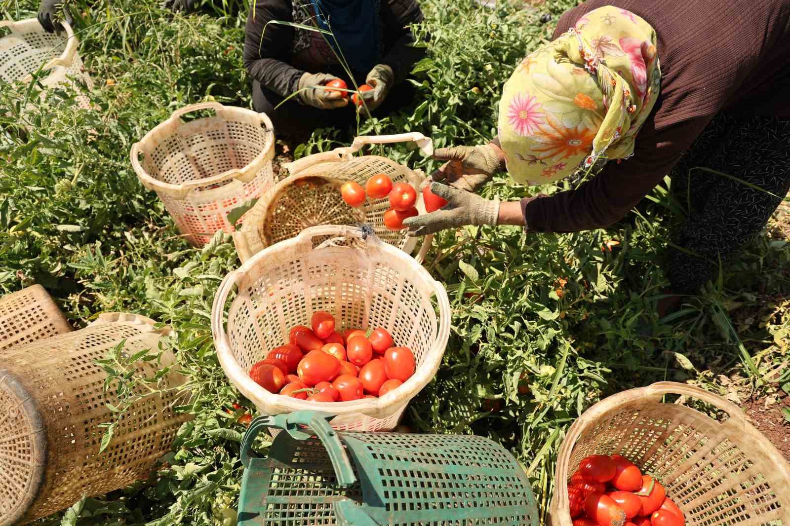 Diyarbakır’da mevsimlik işçilerin yaptığı iş kavurucu sıcak gerektiriyor