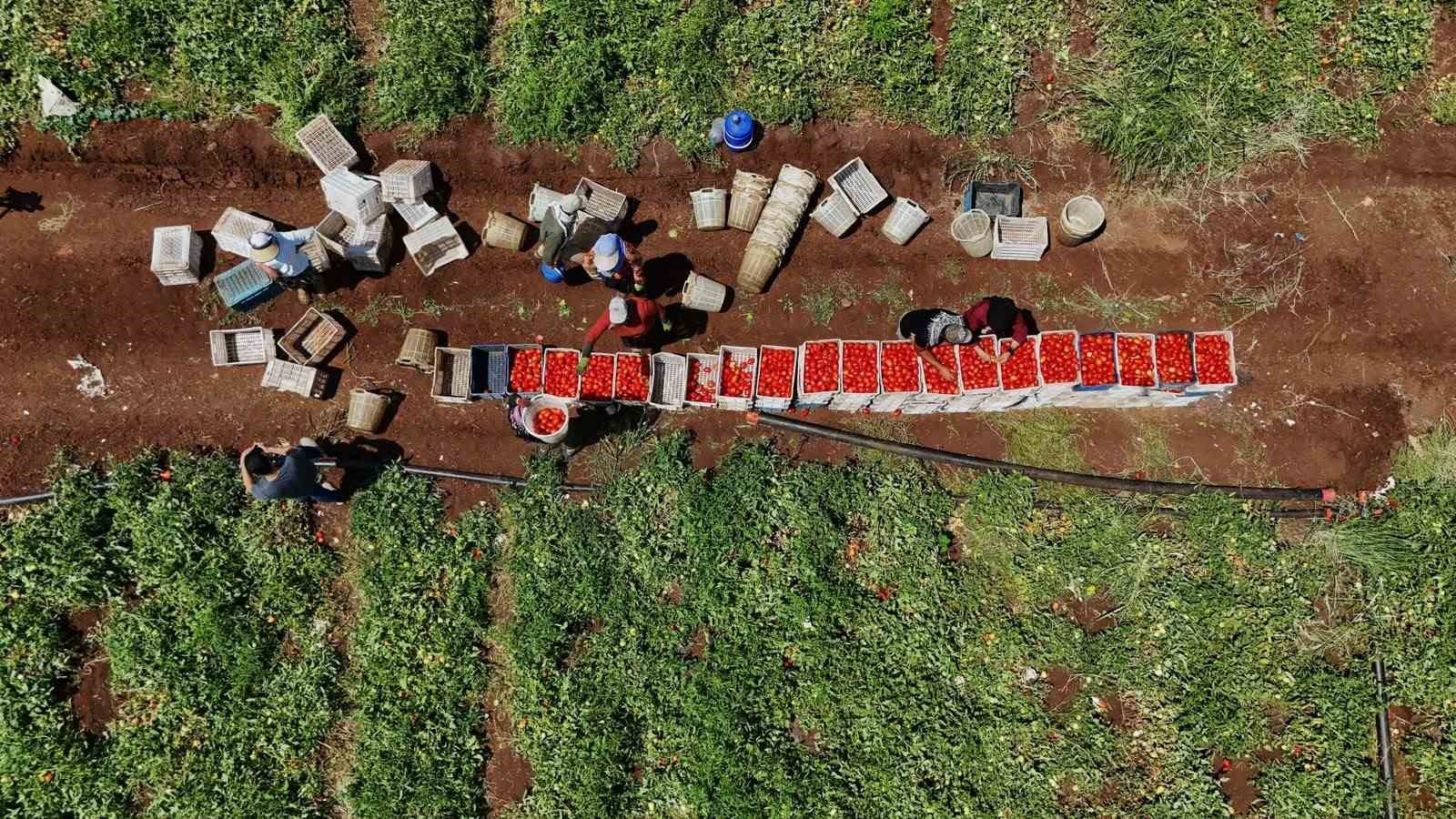 Diyarbakır’da mevsimlik işçilerin yaptığı iş kavurucu sıcak gerektiriyor
