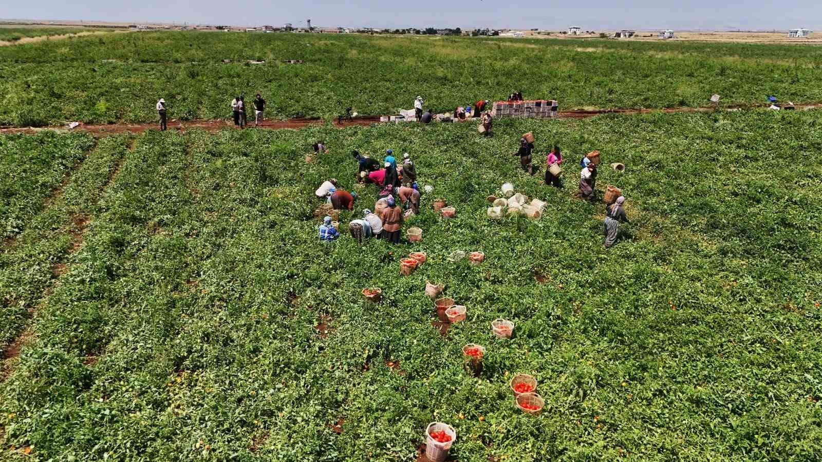 Diyarbakır’da mevsimlik işçilerin yaptığı iş kavurucu sıcak gerektiriyor