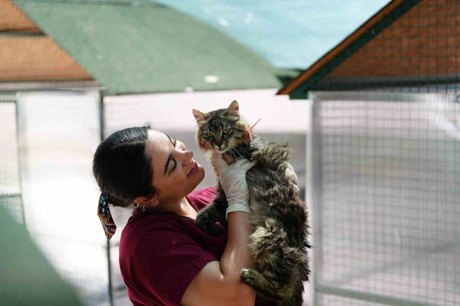 Bolu’da 8 ayda 621 kedi ve köpek sahiplendirildi