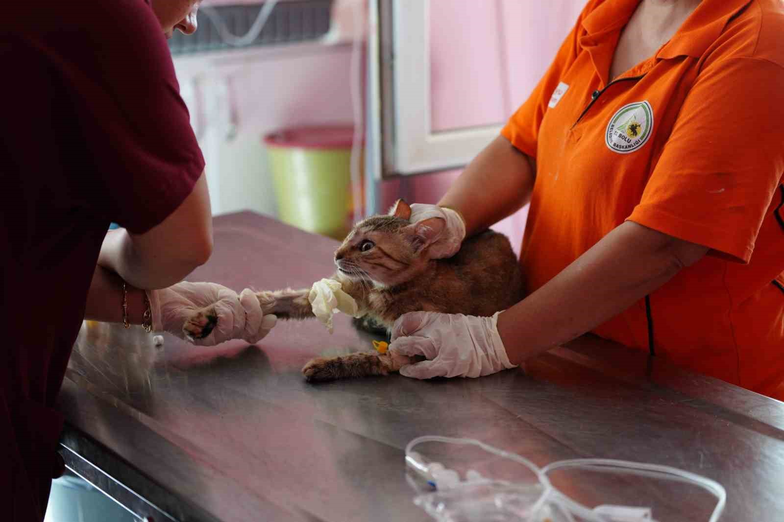 Bolu’da 8 ayda 621 kedi ve köpek sahiplendirildi