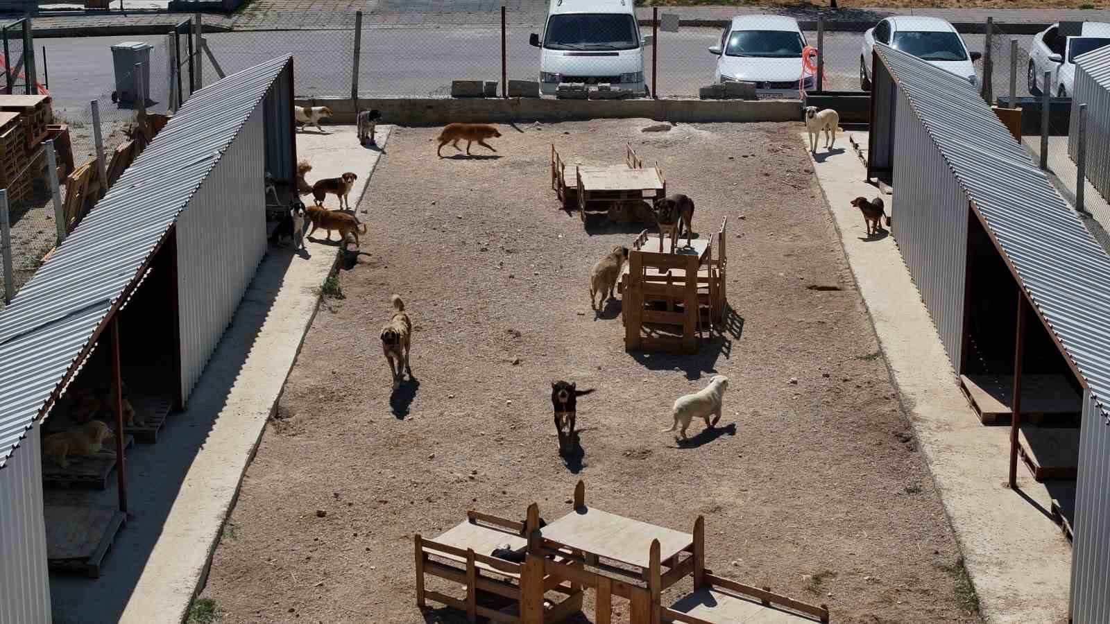 Bolu’da 8 ayda 621 kedi ve köpek sahiplendirildi