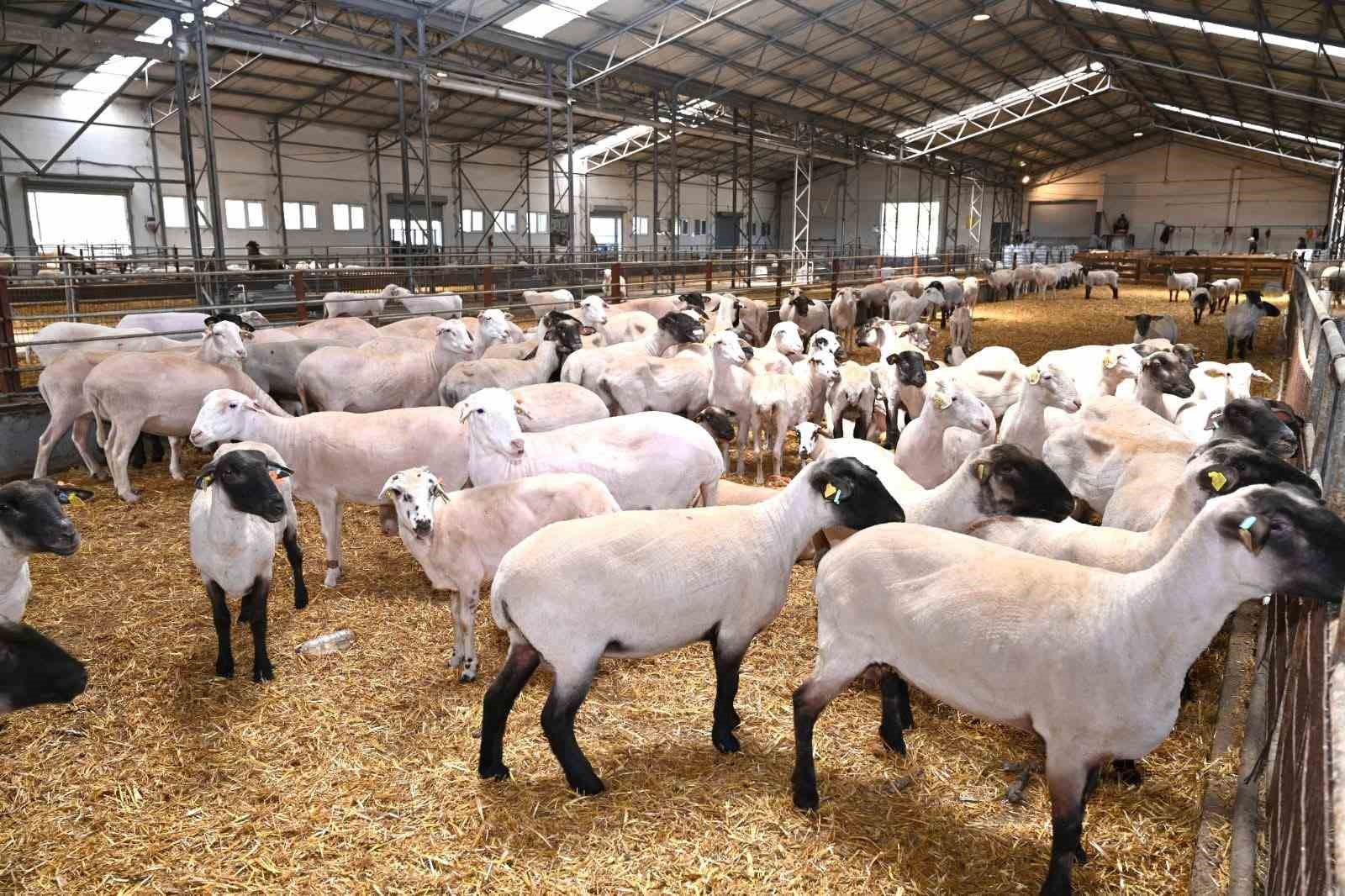 Bandırma Koyunculuk Araştırma Enstitüsü’nün TÜBİTAK projesine destek