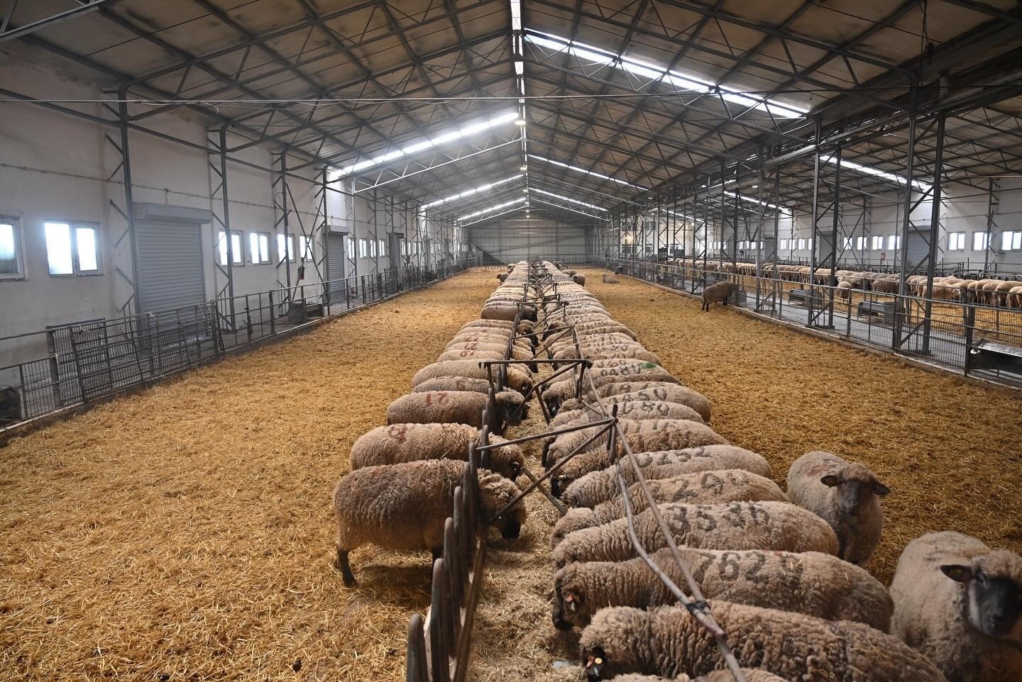 Bandırma Koyunculuk Araştırma Enstitüsü’nün TÜBİTAK projesine destek