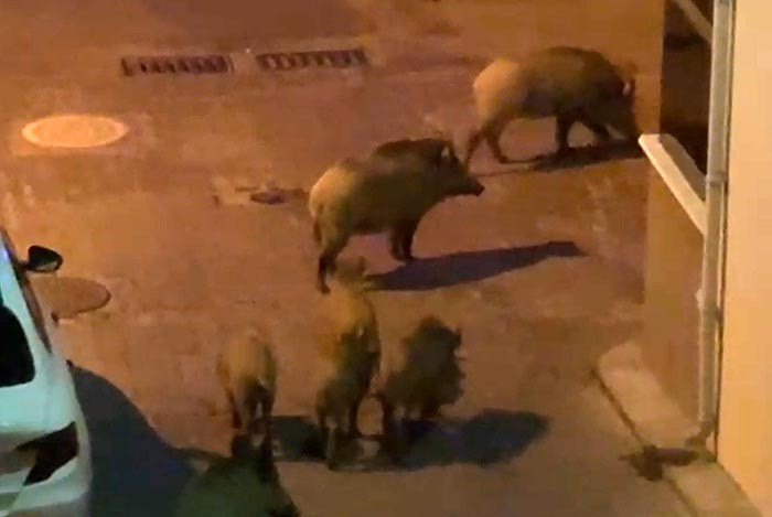 Kuşadası’nda yaban domuzları sürüsü mahalle aralarında görüntülendi