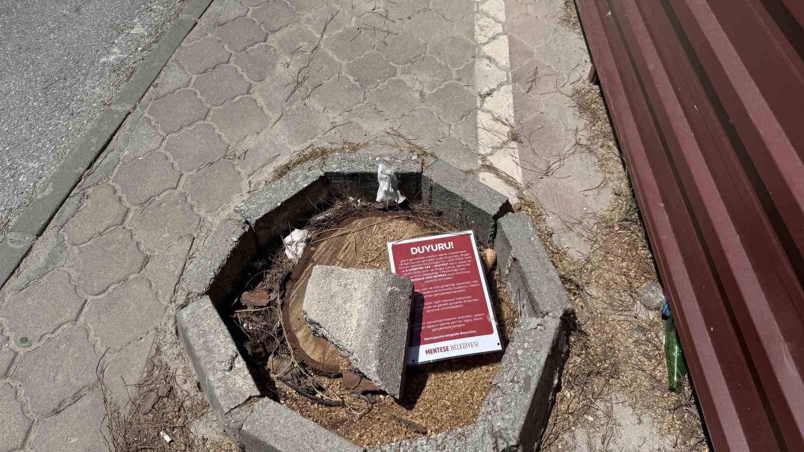 Menteşe’de riskli ağaçlar için kesim ve budama çalışması