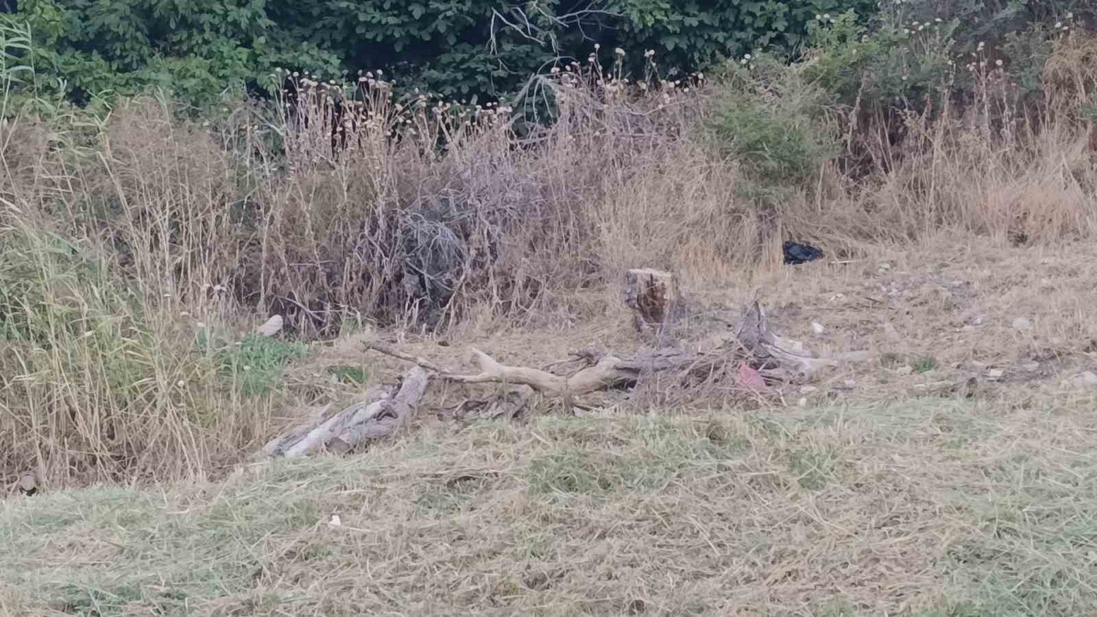 Tekirdağ’da poyraz ağaçları devirdi