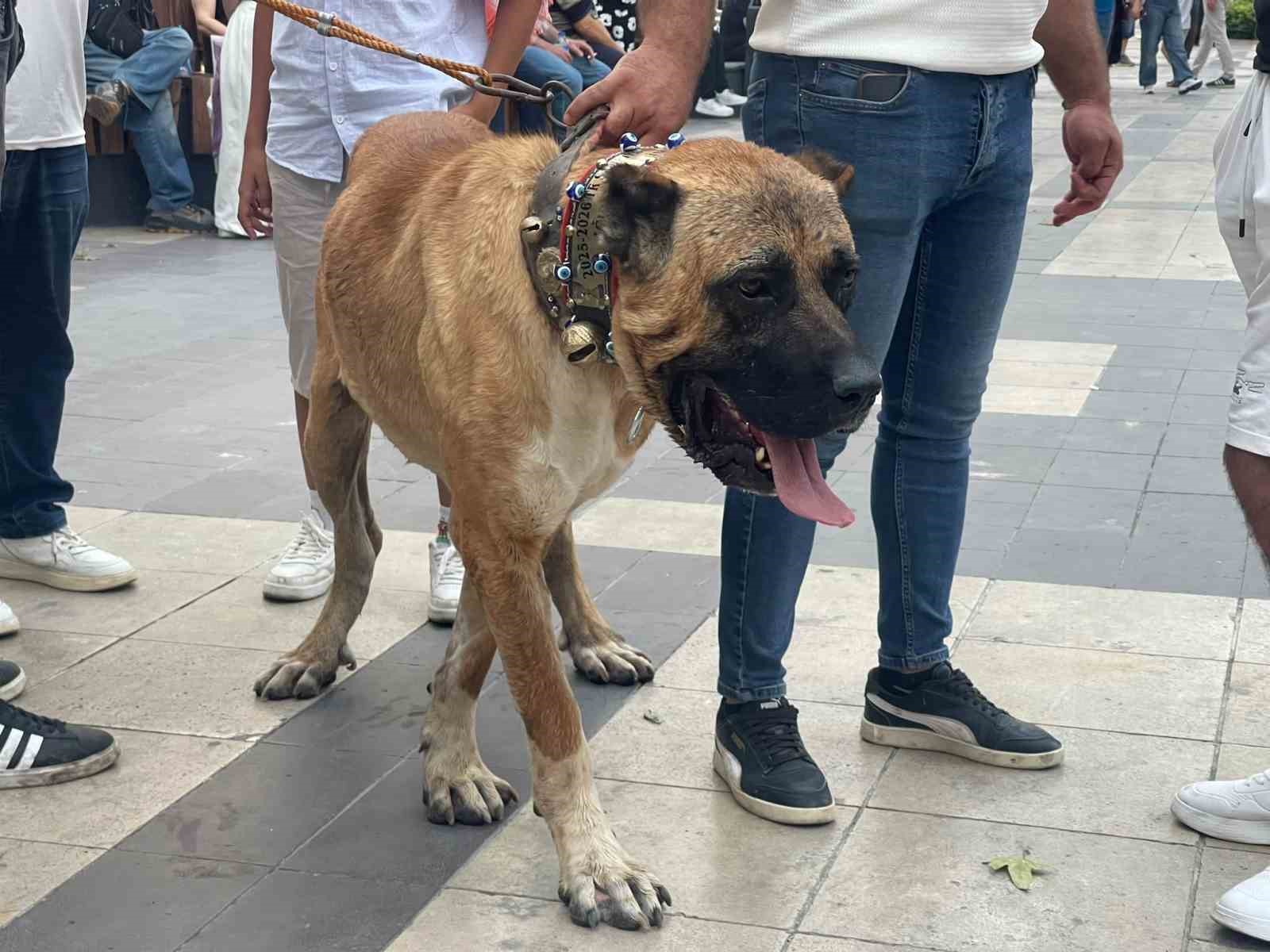 Koyunlar sudan önce bulvardan geçti