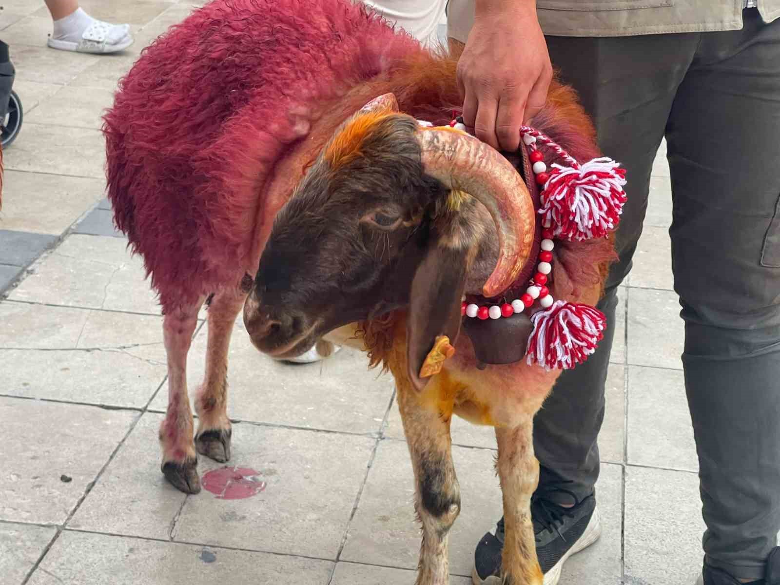 Koyunlar sudan önce bulvardan geçti