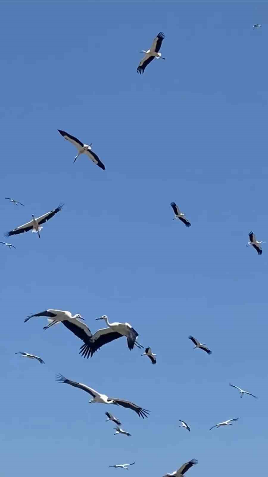 Gökyüzünü kaplayan yüzlerce leyleğin göç yolculuğu
