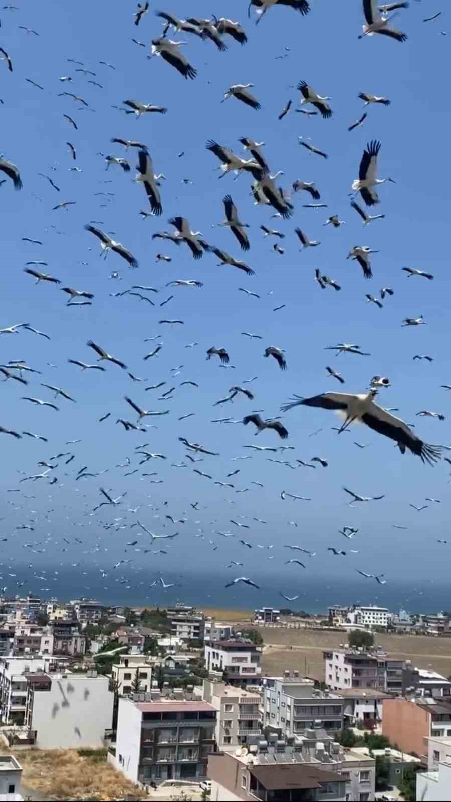Gökyüzünü kaplayan yüzlerce leyleğin göç yolculuğu
