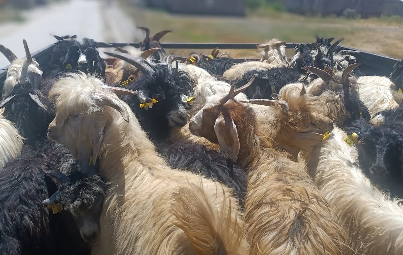 Yüksekova’da hayvan sağlığı için yol kontrolleri sürüyor
