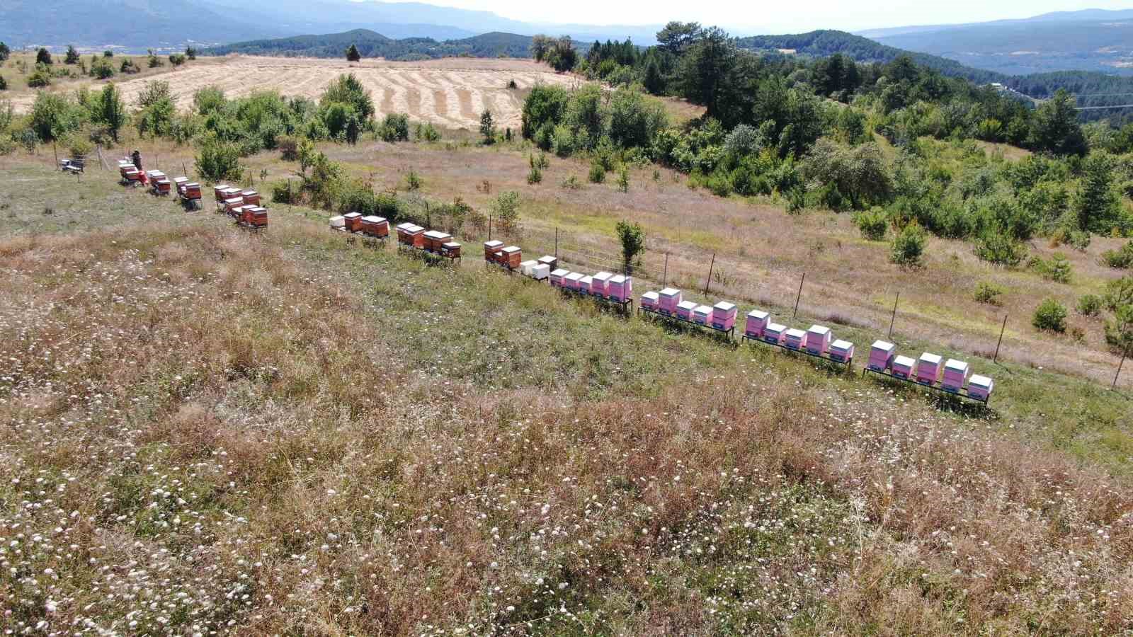 Merakı kadın girişimcinin mesleği oldu, ürettiği bal ve arı sütü için her hafta 900 kilometre yol kat ediyor